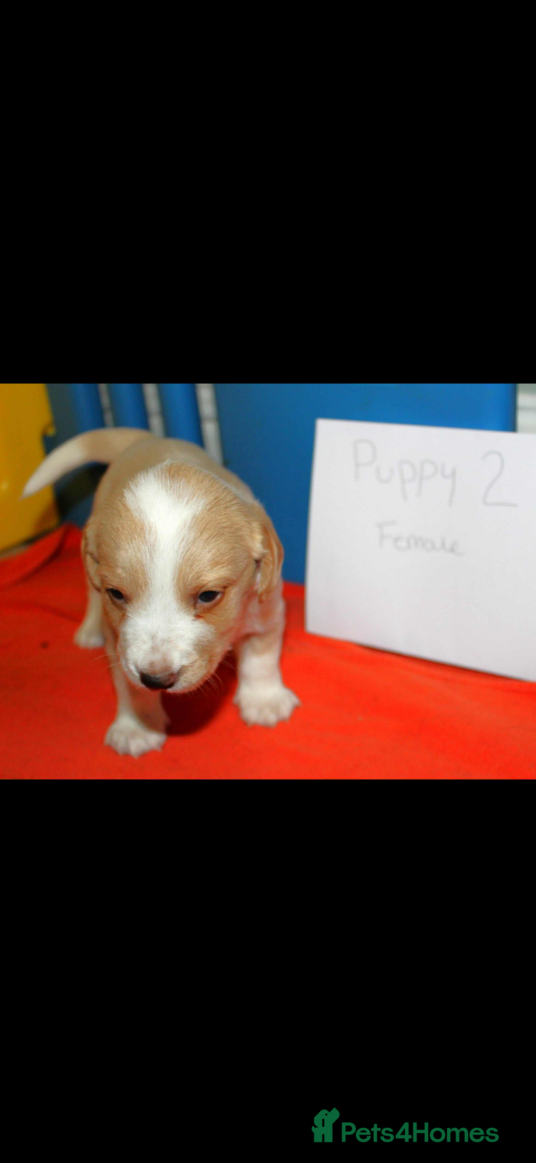 Cockerdor dogs for sale: Lovely Cockerdor puppies for sale  - Advert 15