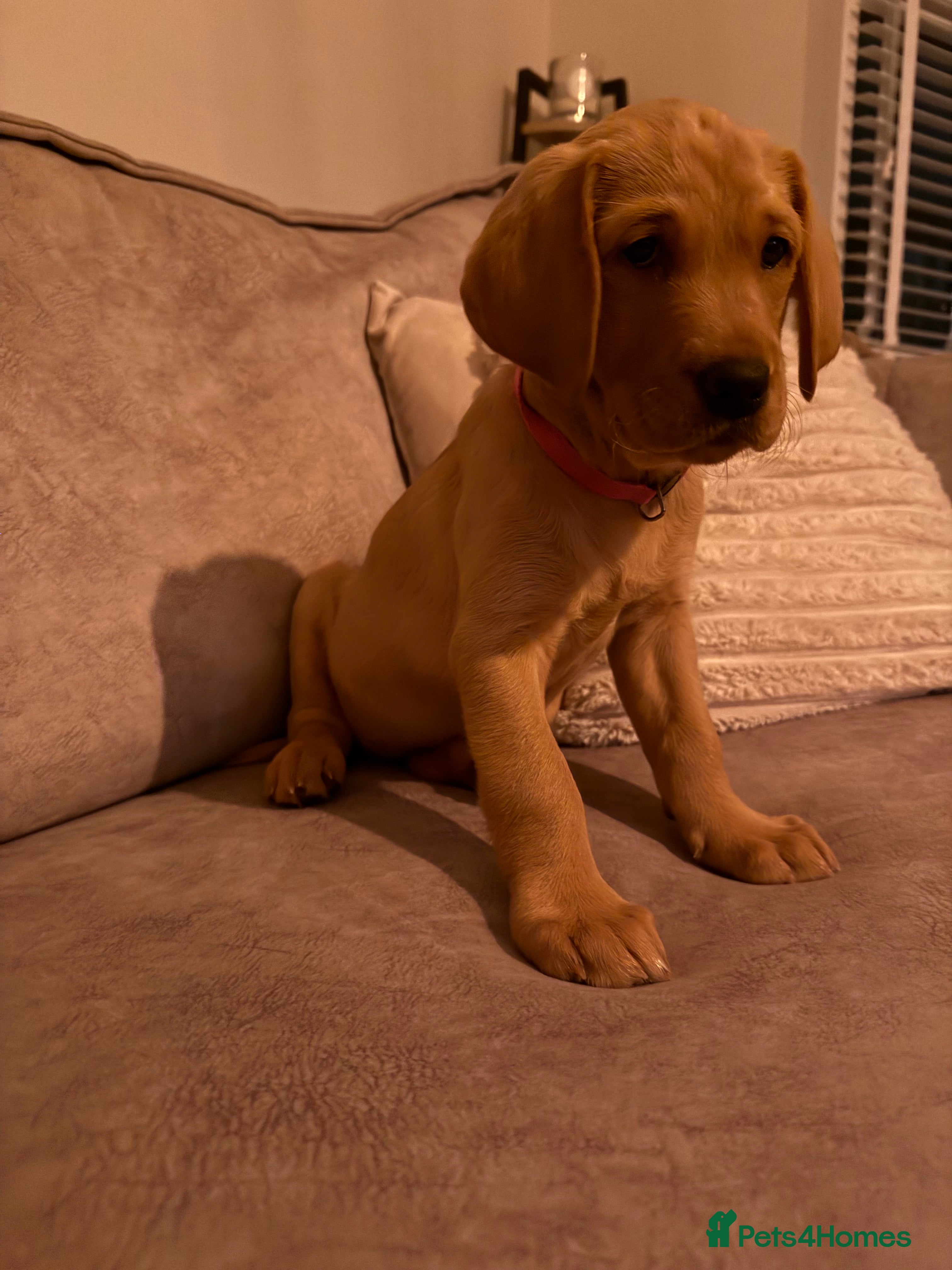 Goldador dogs Goldador Puppies 🩷 Last Girl 🩷 - Advert 3