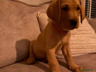 Goldador dogs Goldador Puppies 🩷 Last Girl 🩷 - Advert 3