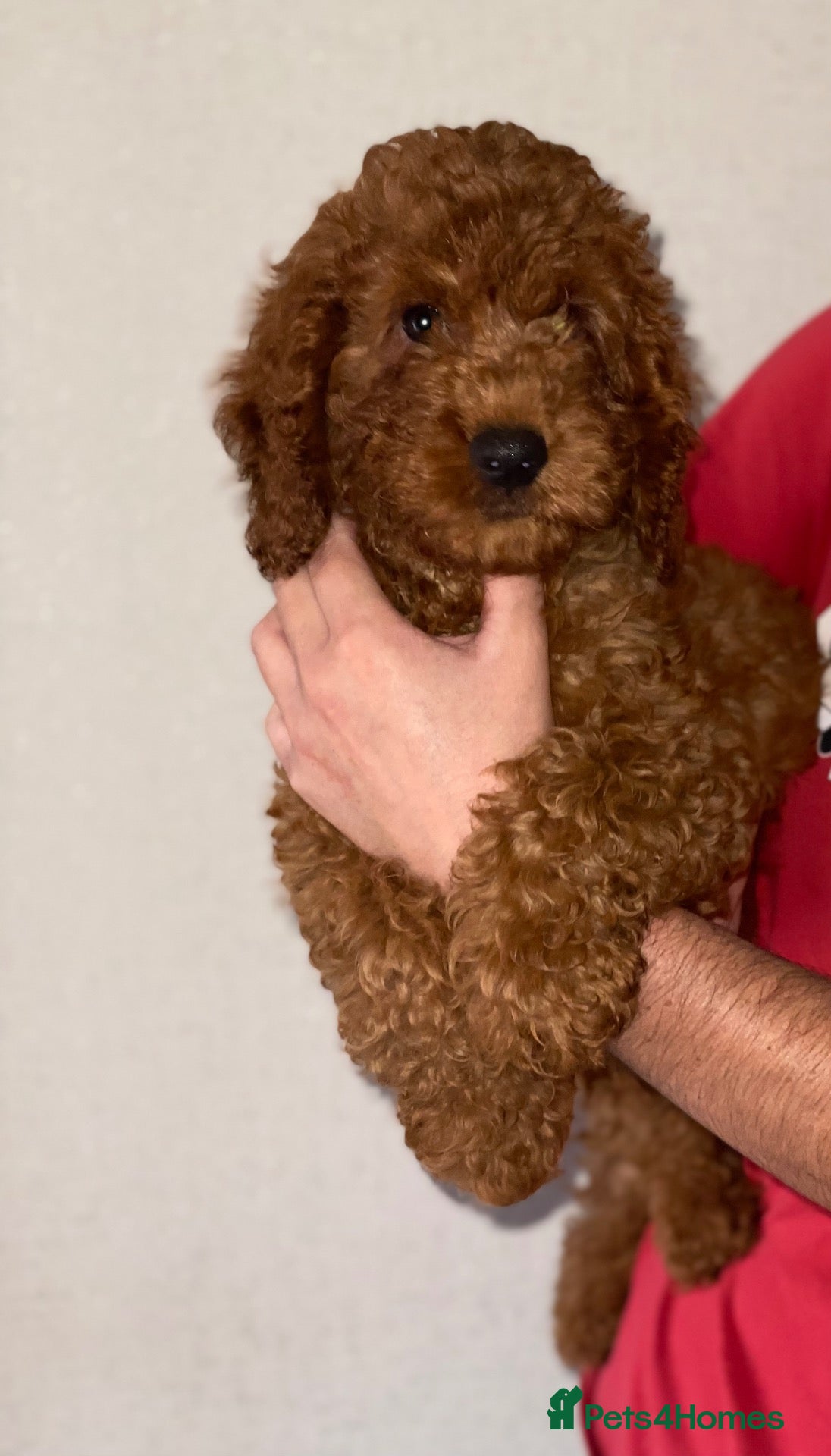 Cavapoo dogs ❤️Ready Now ❤️ Red Cavapoo F1B Girls ❤️   - Advert 2