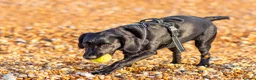 Springador dogs for sale: Beautiful Springador in Bexhill-on-Sea - Advert 1