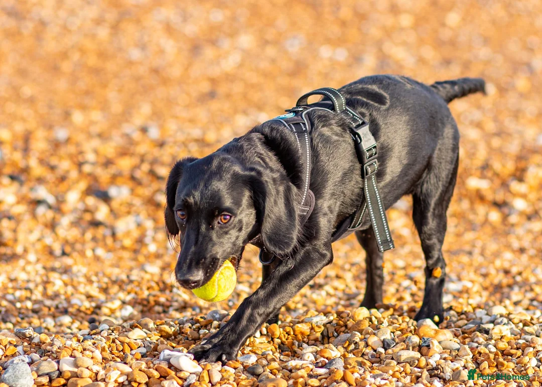 Springador dogs for sale: Beautiful Springador in Bexhill-on-Sea - Advert 1