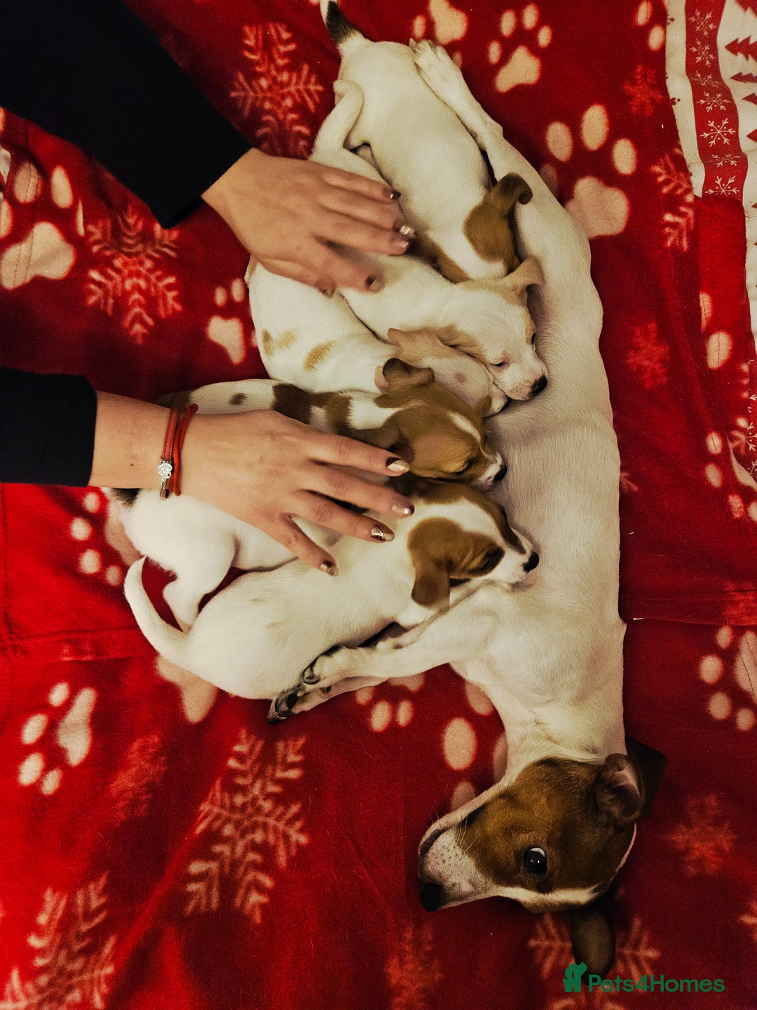 Jack Russell dogs for sale: LOVELY JACK RUSSELL PUPPIES FOR SALE. - Advert 2