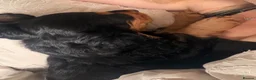 Cocker Spaniel dogs for sale: Two working cocker spaniel boys looking for 🏠 - Advert 7
