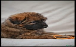 German Shepherd dogs for sale: German Shepherd Puppies - Image 10