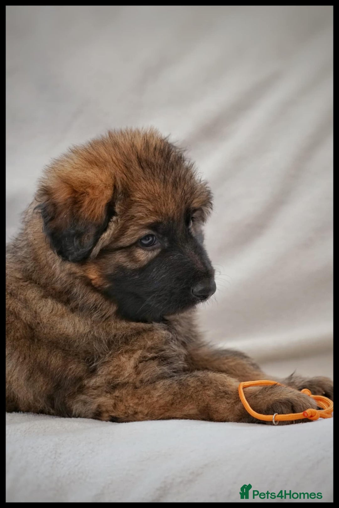 German Shepherd dogs for sale: German Shepherd Puppies - Image 10
