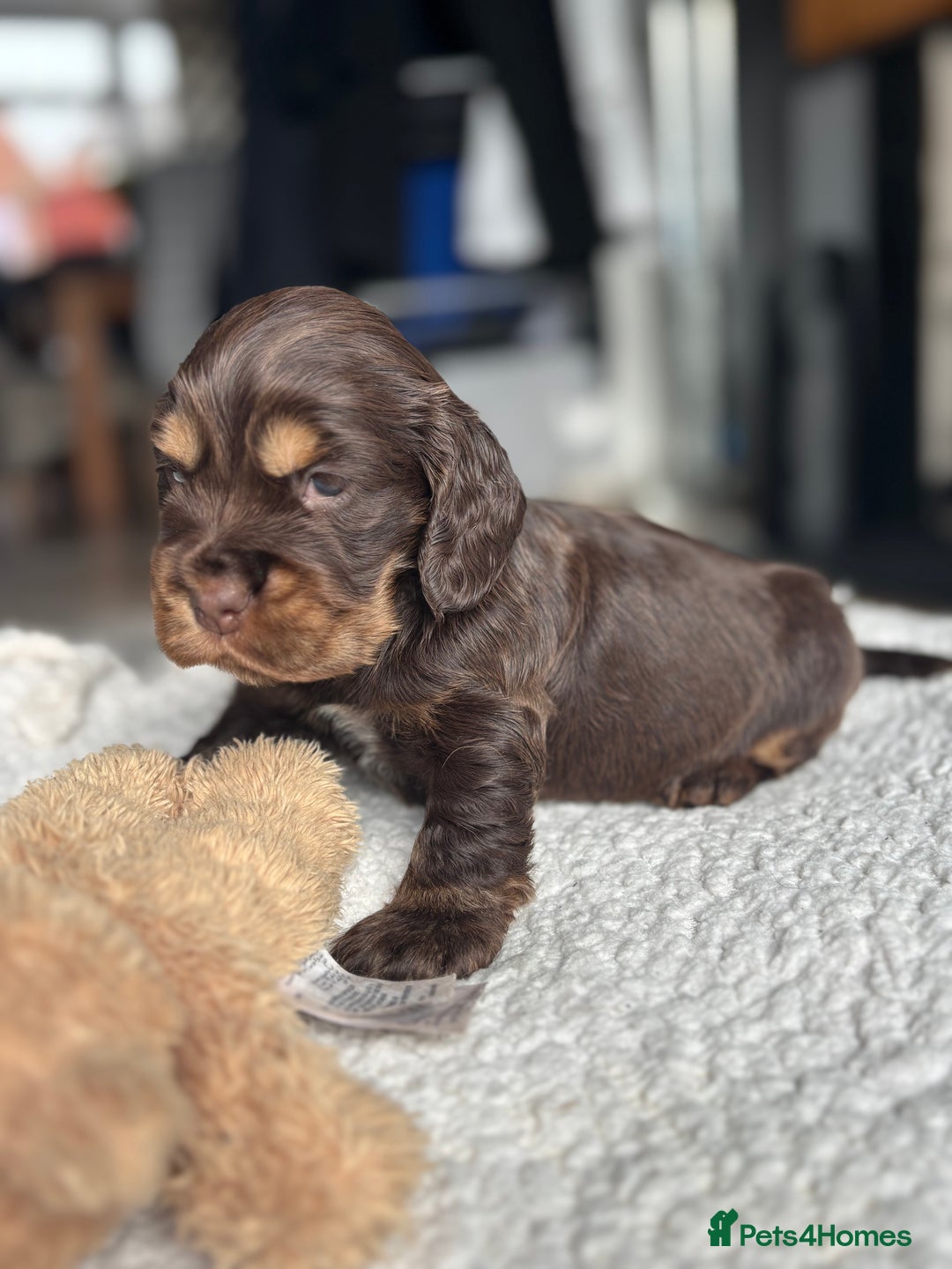 Cocker Spaniel dogs for sale: 🐾[Simbawood Lines]KC Show Cocker Spaniels🐾 - Advert 17