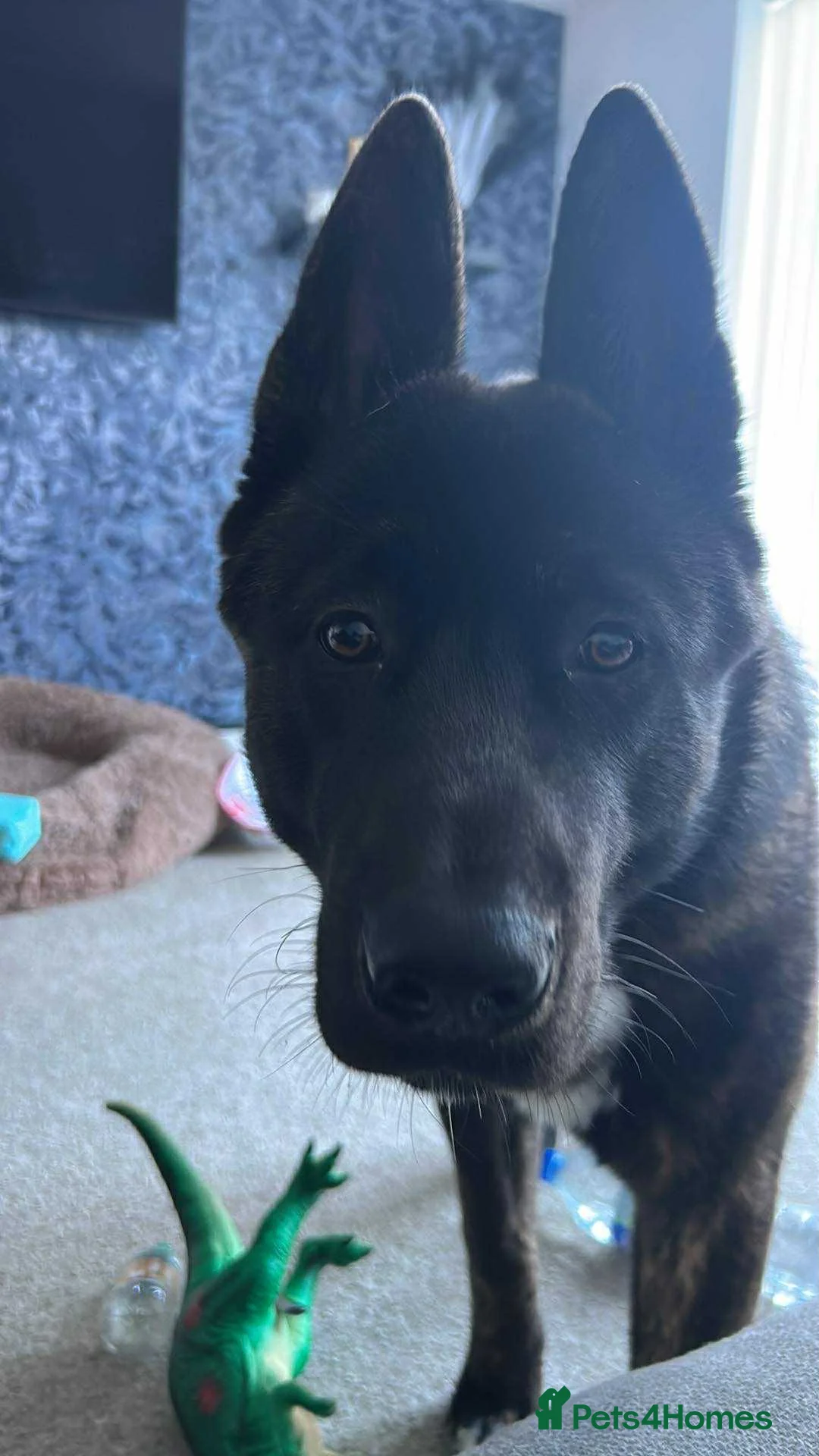 Akita dogs for sale: Male American Akita Looking For A Loving Home - Advert 8