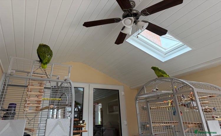 Parrots birds - Advert 3