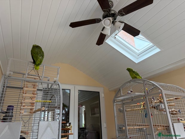 Parrots birds - Advert 4