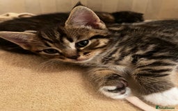 Mixed Breed cats for sale: Cute Scottish Straight mixed breed kittens, ready  - Image 6