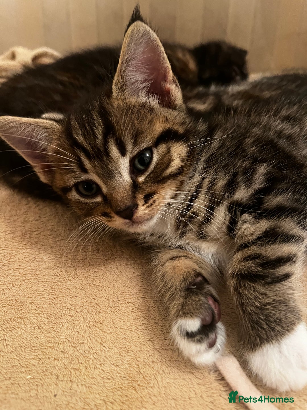 Mixed Breed cats for sale: Cute Scottish Straight mixed breed kittens, ready  - Image 6
