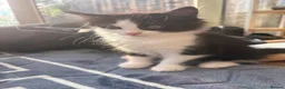 Mixed Breed cats for sale: Accidental litter  in Ipswich - Advert 5