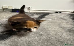 British Longhair cats for sale: 6 beautiful lovable friendly kittens - Image 14
