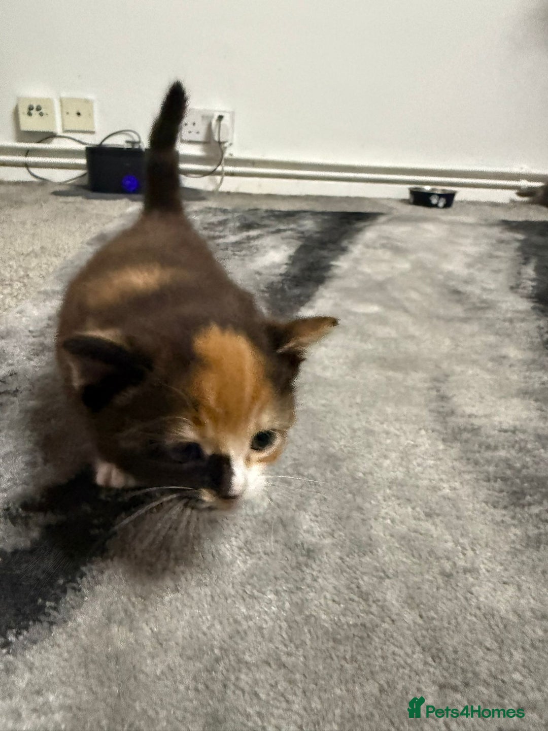 British Longhair cats for sale: 6 beautiful lovable friendly kittens - Image 14
