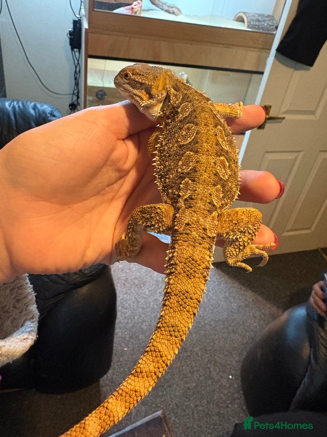 Dragon reptiles for sale: Rankin dragon  - Advert 1