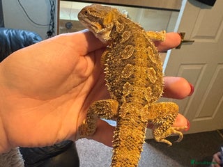 Dragon reptiles Rankin dragon - Advert 4