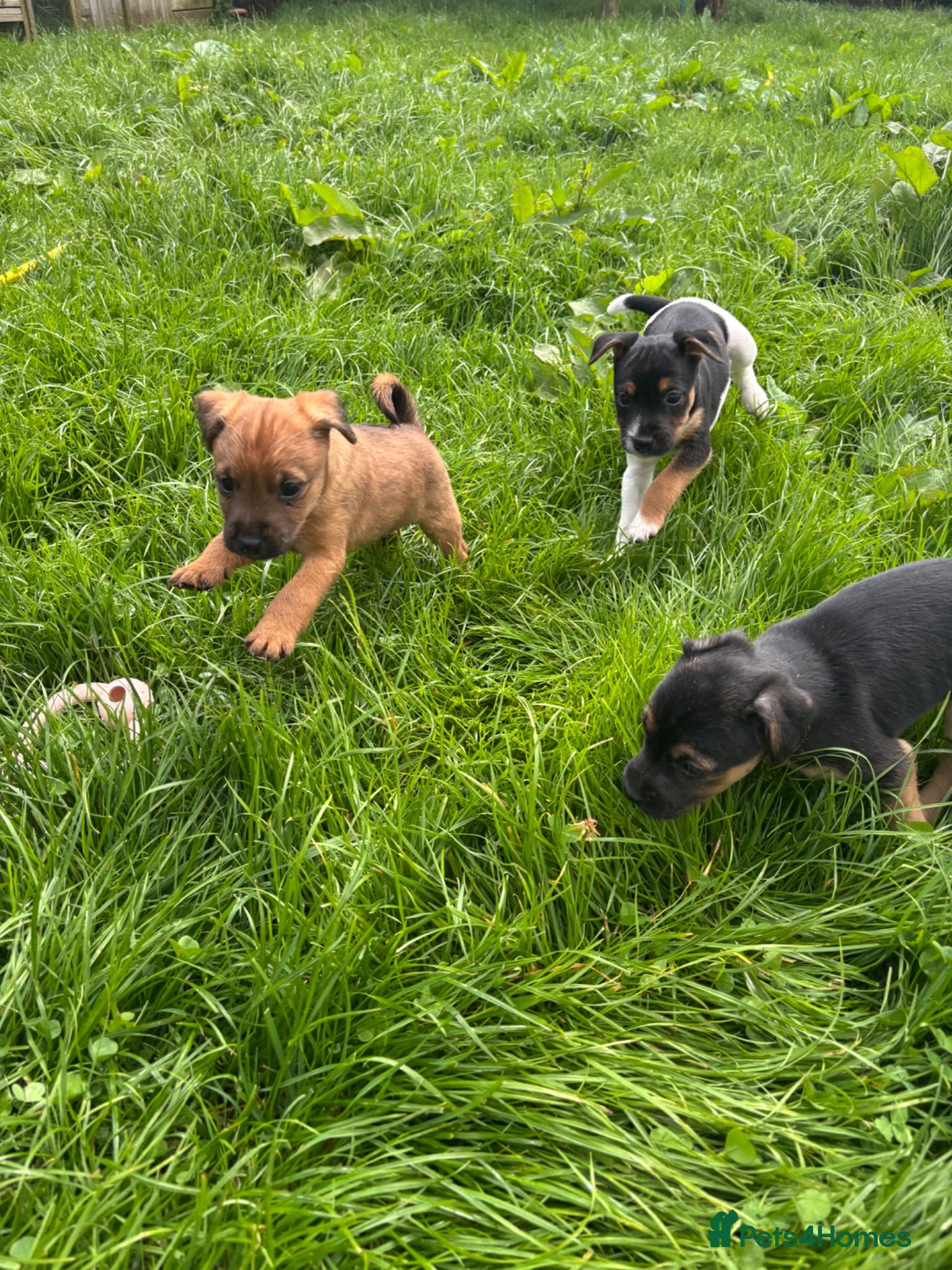 Jack Russell dogs Jack Russell puppies  - Advert 5