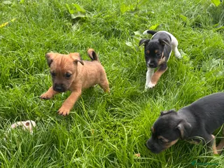 Jack Russell dogs Jack Russell puppies - Advert 14