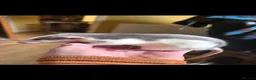 Rat rodents for sale: Dumbo Husky Rats in Sheffield - Advert 10