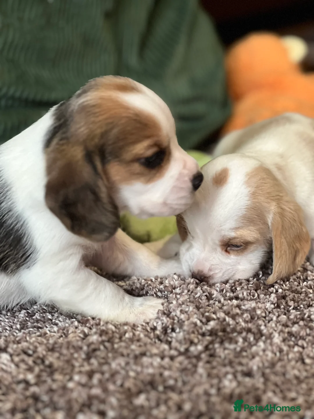 Beagle dogs for sale: Stunning beagle puppies  - Advert 2