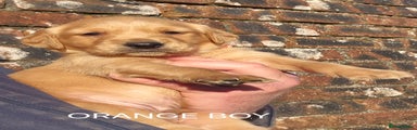 Golden Retriever ORANGE BOY 