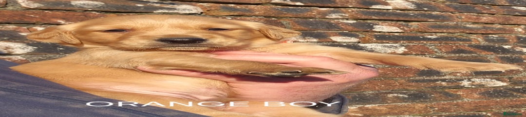 Golden Retriever ORANGE BOY 