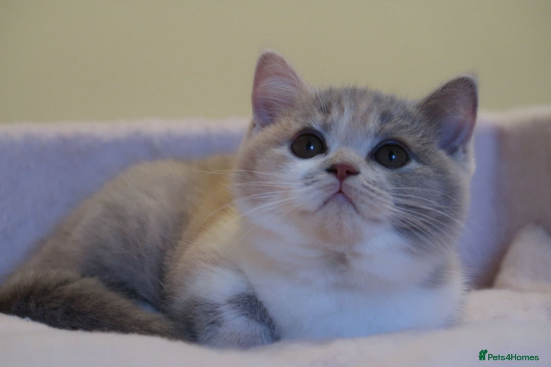 British Shorthair cats for sale: BSH/BLH Females TICA Reg  - Image 15