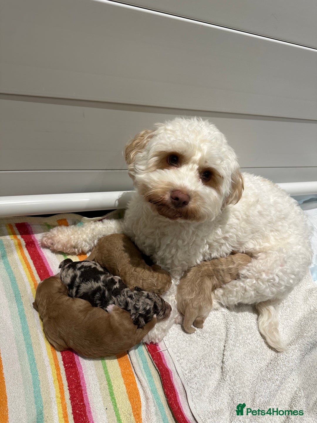 Cavapoo dogs for sale: F1B Cavapoo Puppies - Advert 1