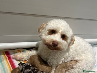 Cavapoo dogs F1B Cavapoo Puppies - Advert 1