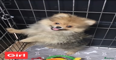 Pomeranian dogs - Advert 7