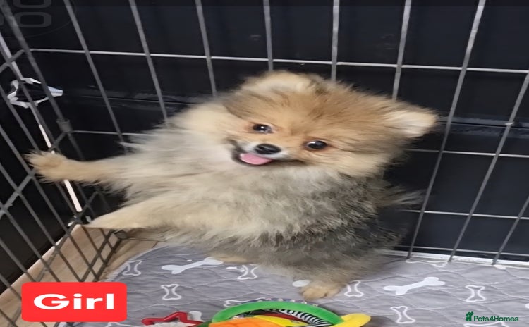 Pomeranian dogs - Advert 6