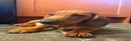 Dachshund dogs for sale: Home-Raised standard Dachshund Puppies - Advert 4