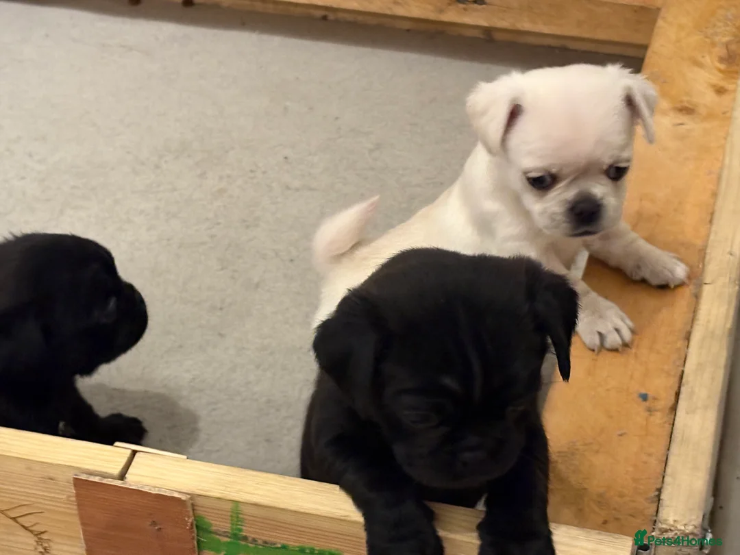 Pug dogs for sale: 3 gorgeous pug puppies - Advert 12