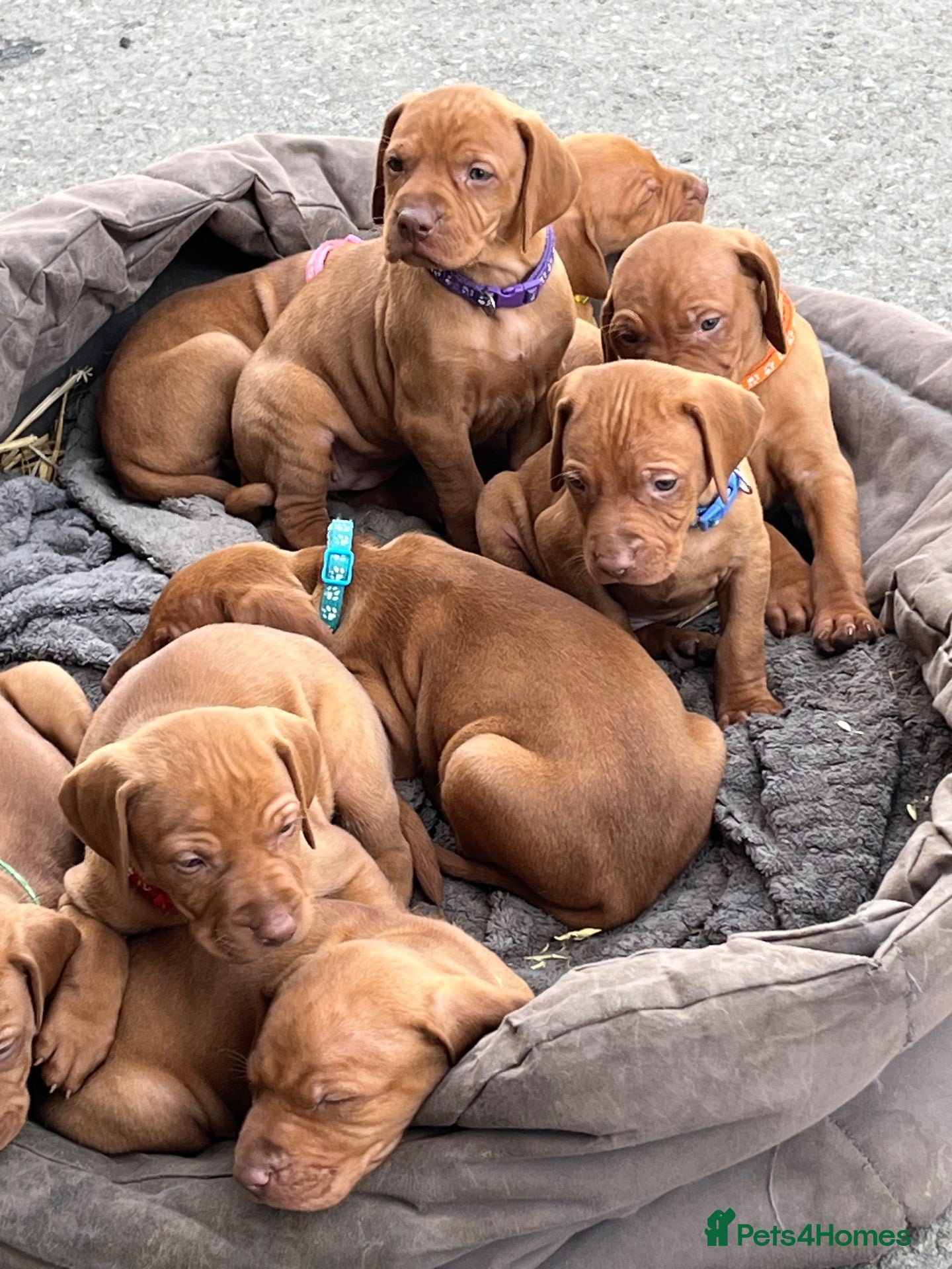 Hungarian Vizsla dogs Hungarian Viszla Puppies For sale - Advert 2