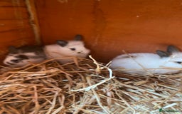 Mini Lop rabbits for sale: 3 beautiful girl baby bunnies  - Image 9