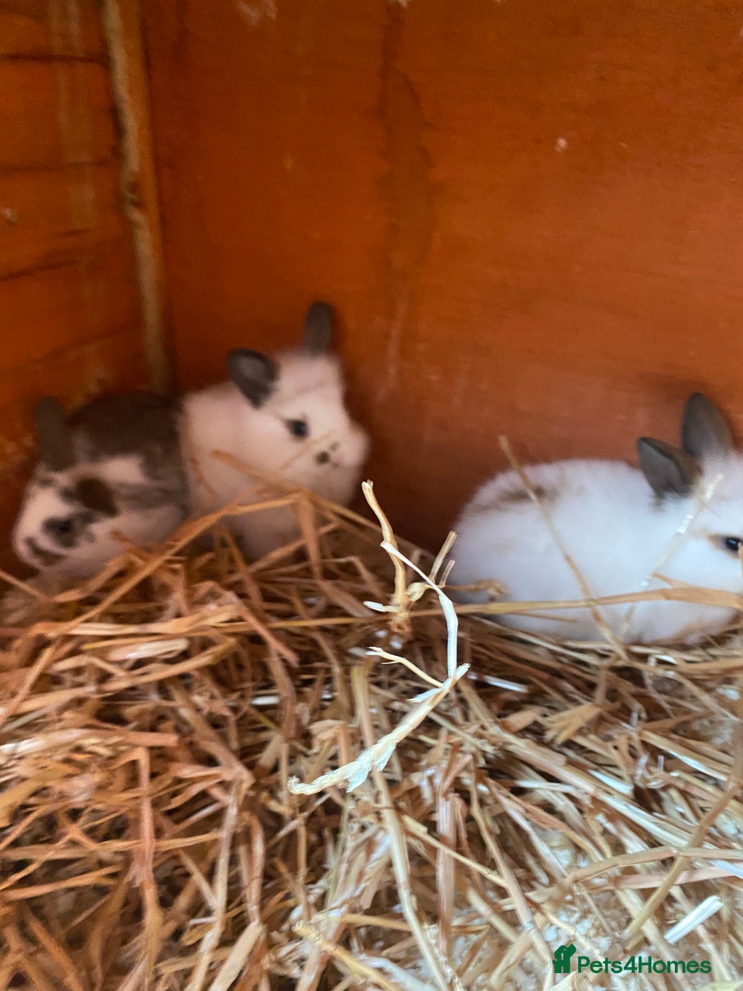 Mini Lop rabbits for sale: 3 beautiful girl baby bunnies  - Image 9
