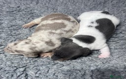 Miniature Dachshund dogs for sale: Miniature Dachshund male puppies  - Image 2