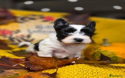 Biewer Terrier dogs for sale: Pure breed Biewer Terrier puppies 4 Generation  - Advert 10