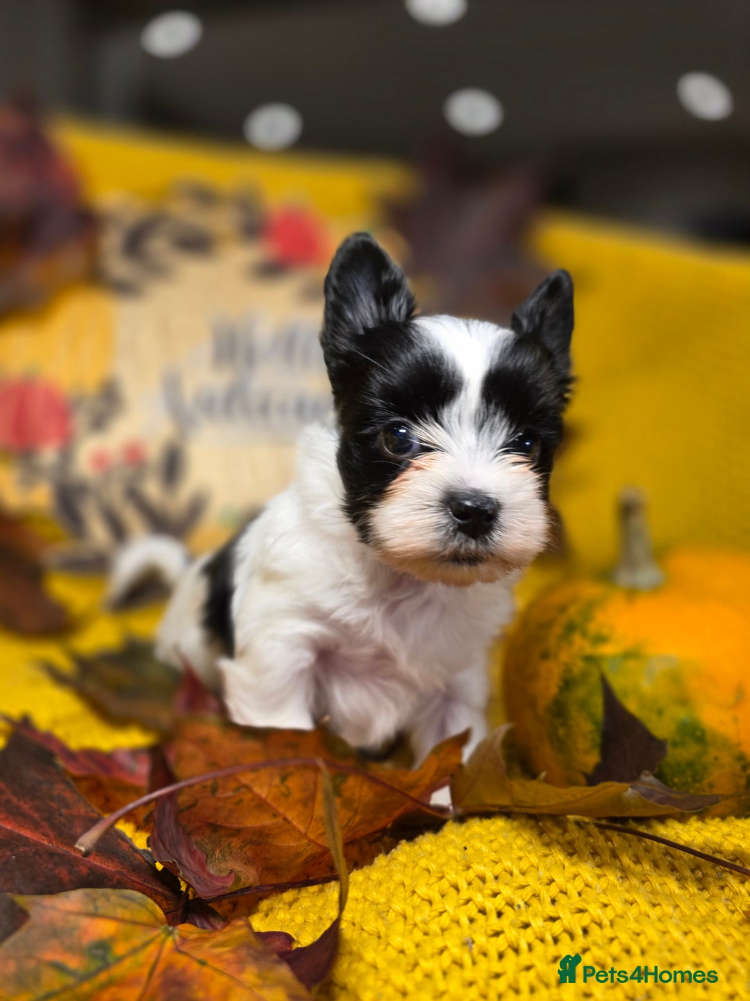 Biewer Terrier dogs for sale: Pure breed Biewer Terrier puppies 4 Generation  - Advert 10