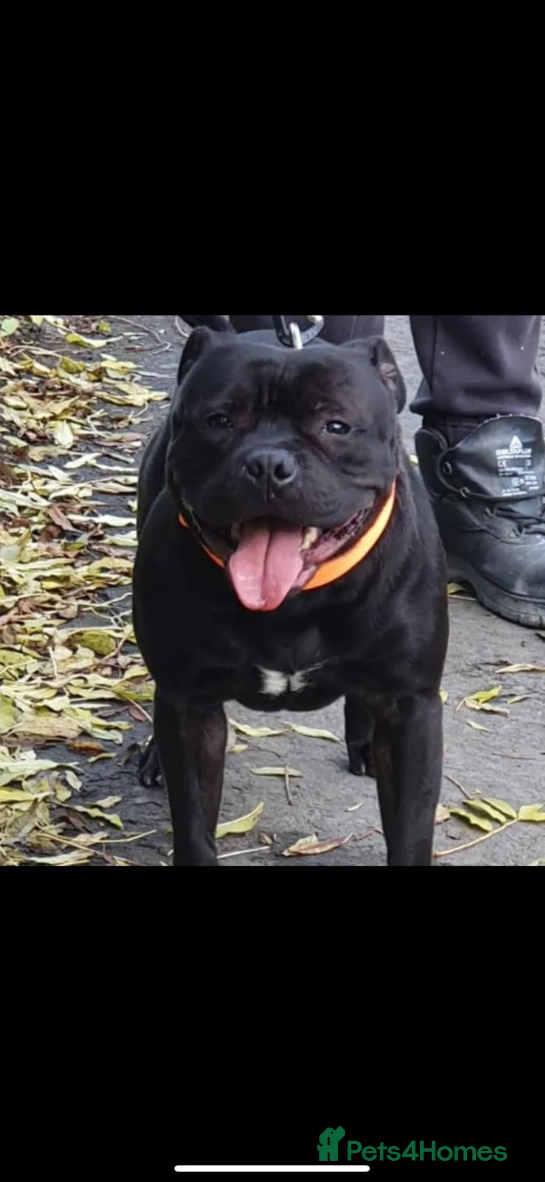 Staffordshire Bull Terrier dogs for stud: STORM FOR STUD in Newton Aycliffe - Advert 21