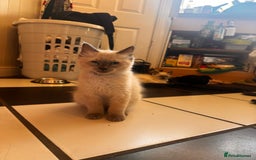 Ragdoll cats for sale: Ragdoll kittens  - Image 2