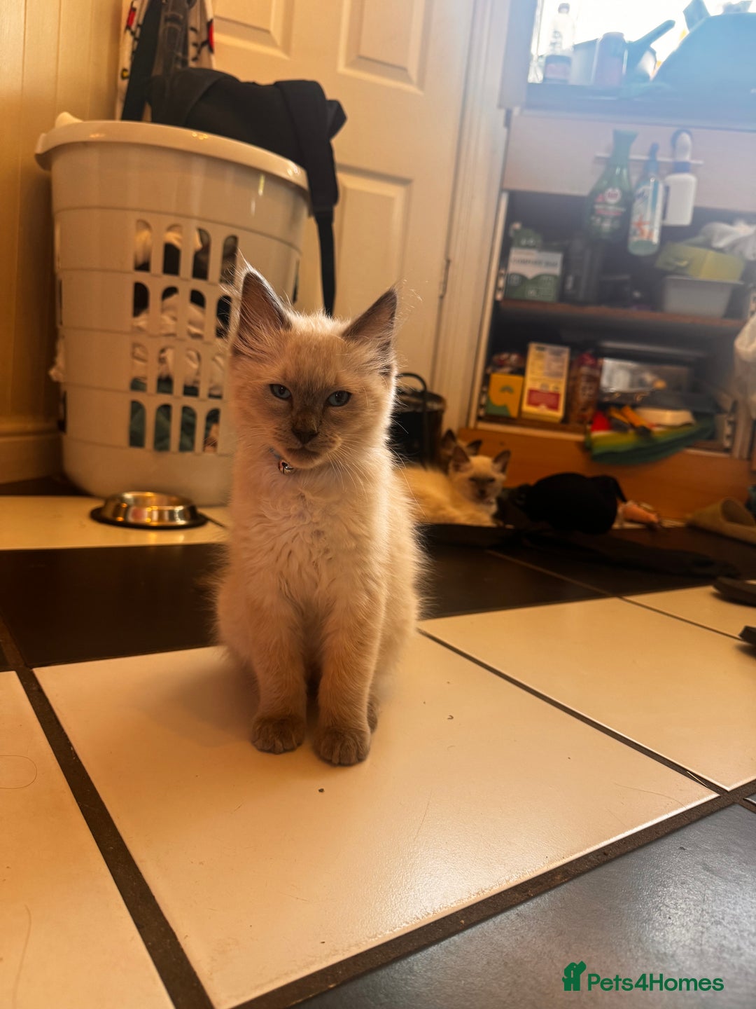 Ragdoll cats for sale: Ragdoll kittens  - Image 2