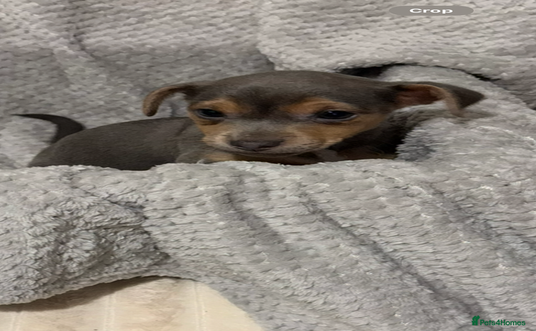 Jack Russell dogs - Advert 7