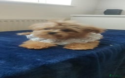 Maltipoo dogs for sale: Maltipoo puppys looking for loving home - Image 24