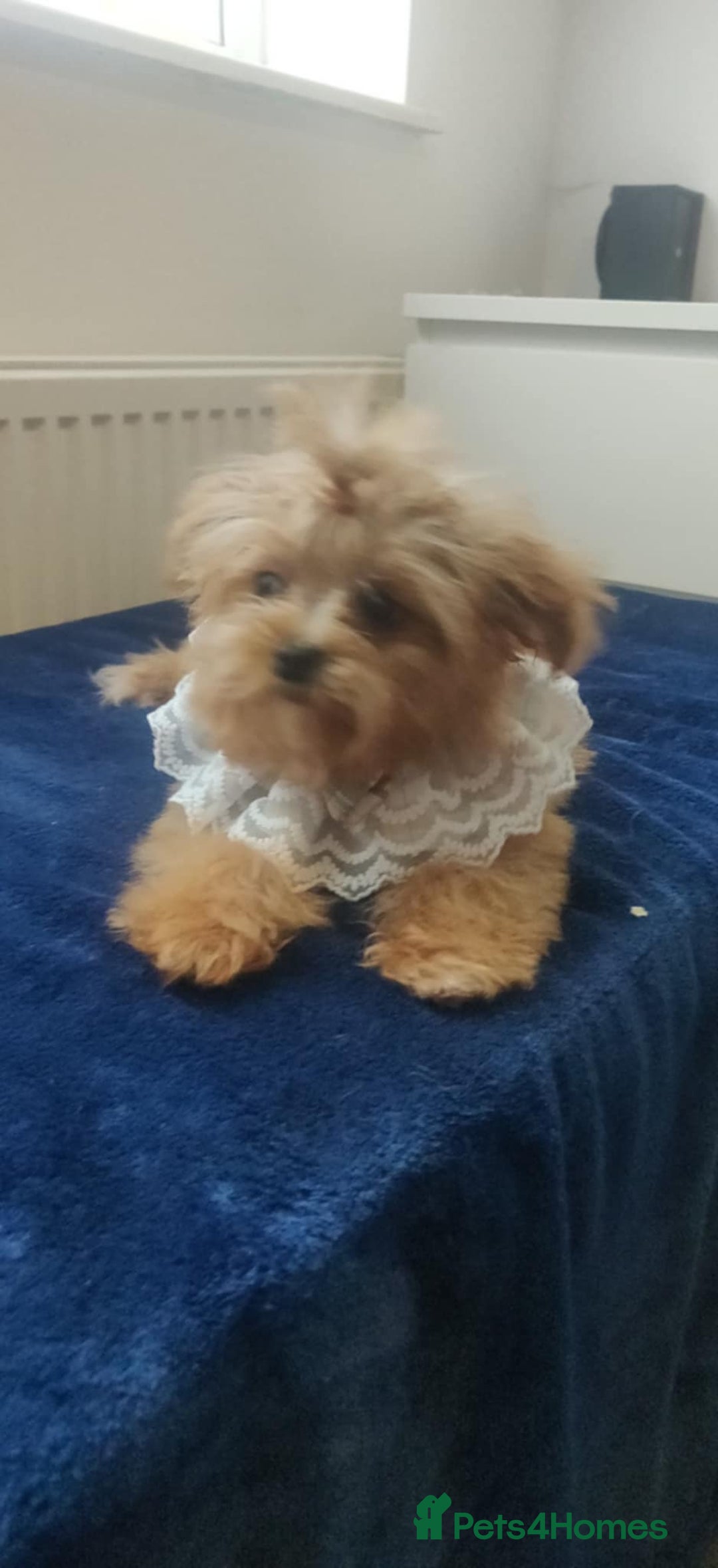 Maltipoo dogs for sale: Maltipoo puppys looking for loving home - Image 24