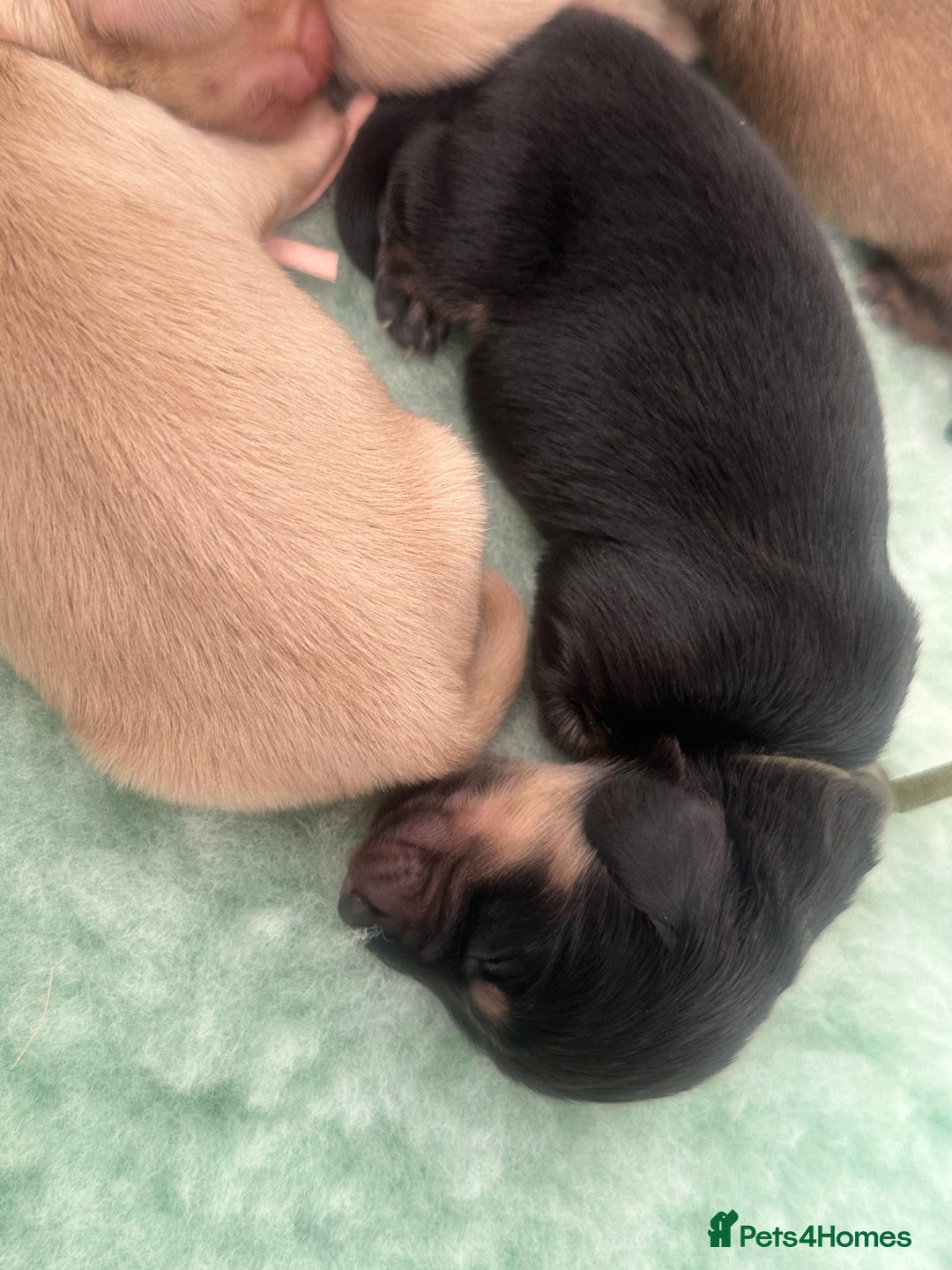 Miniature Dachshund dogs for sale: Black and Cream mini long haired dachshund boy - Advert 10