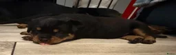 Rottweiler dogs for sale: STUNNING KC OLDER FEMALE FROM TK’s LINES - Advert 7