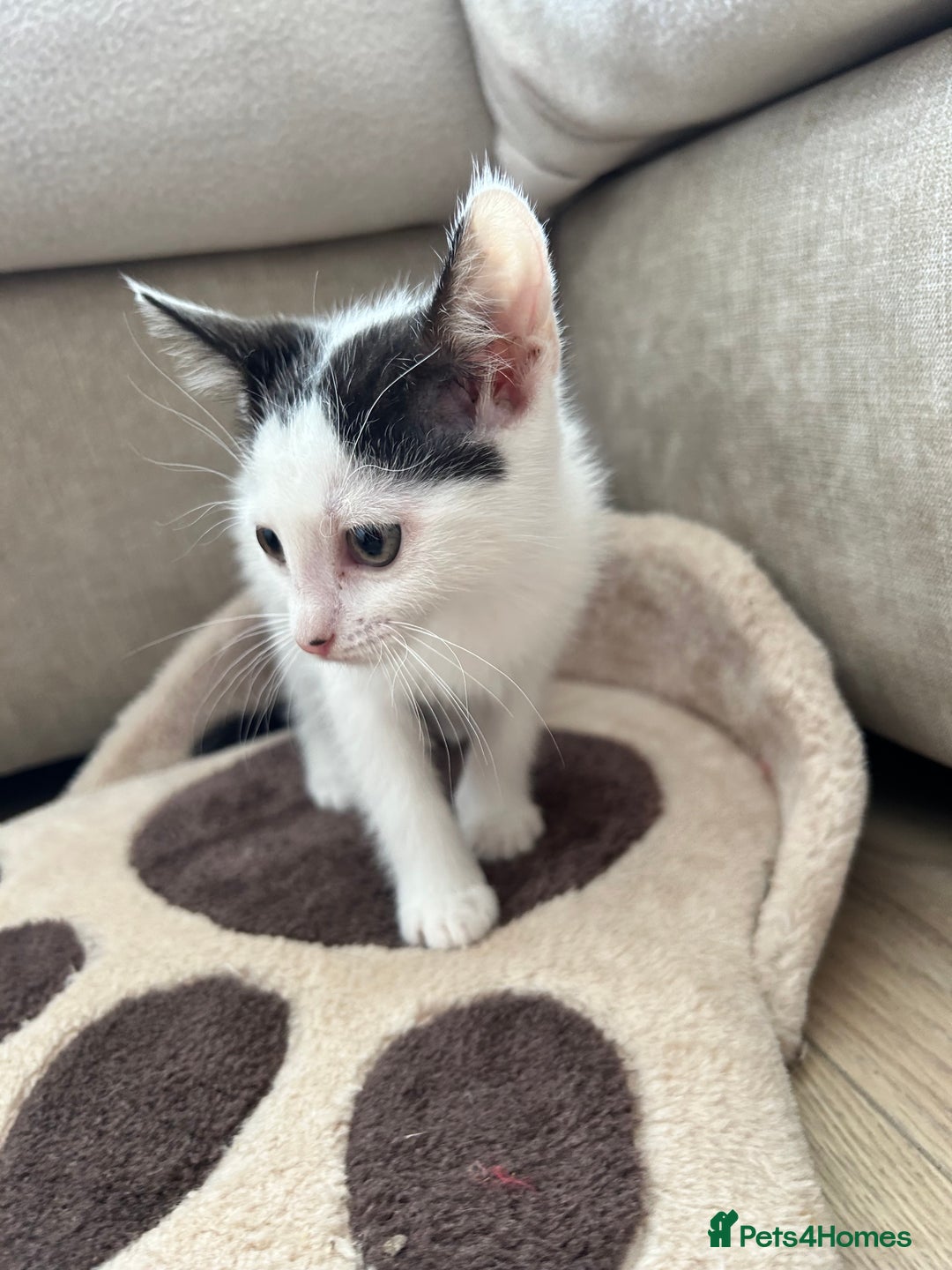 British Shorthair cats for sale: 2 boys 2 girls - Image 4