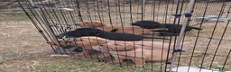Labrador Retriever dogs for sale: KC registered Labrador puppies - Advert 4